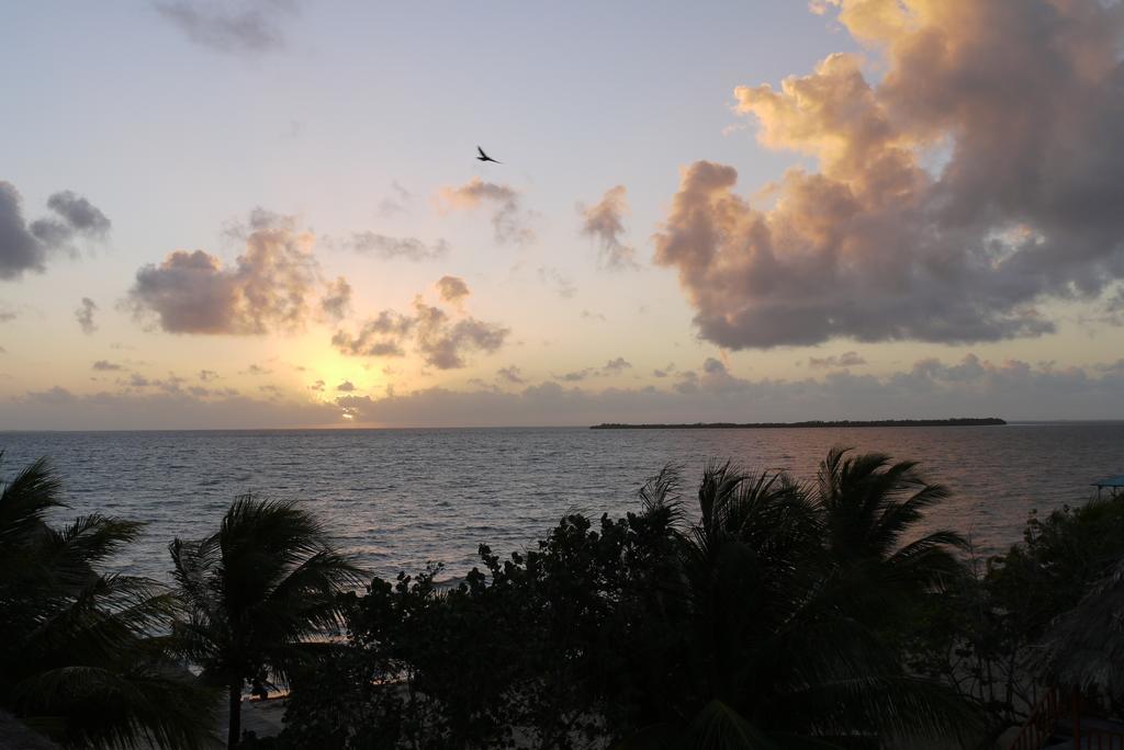Green Parrot Beach Houses And Resort Placencia Exterior photo