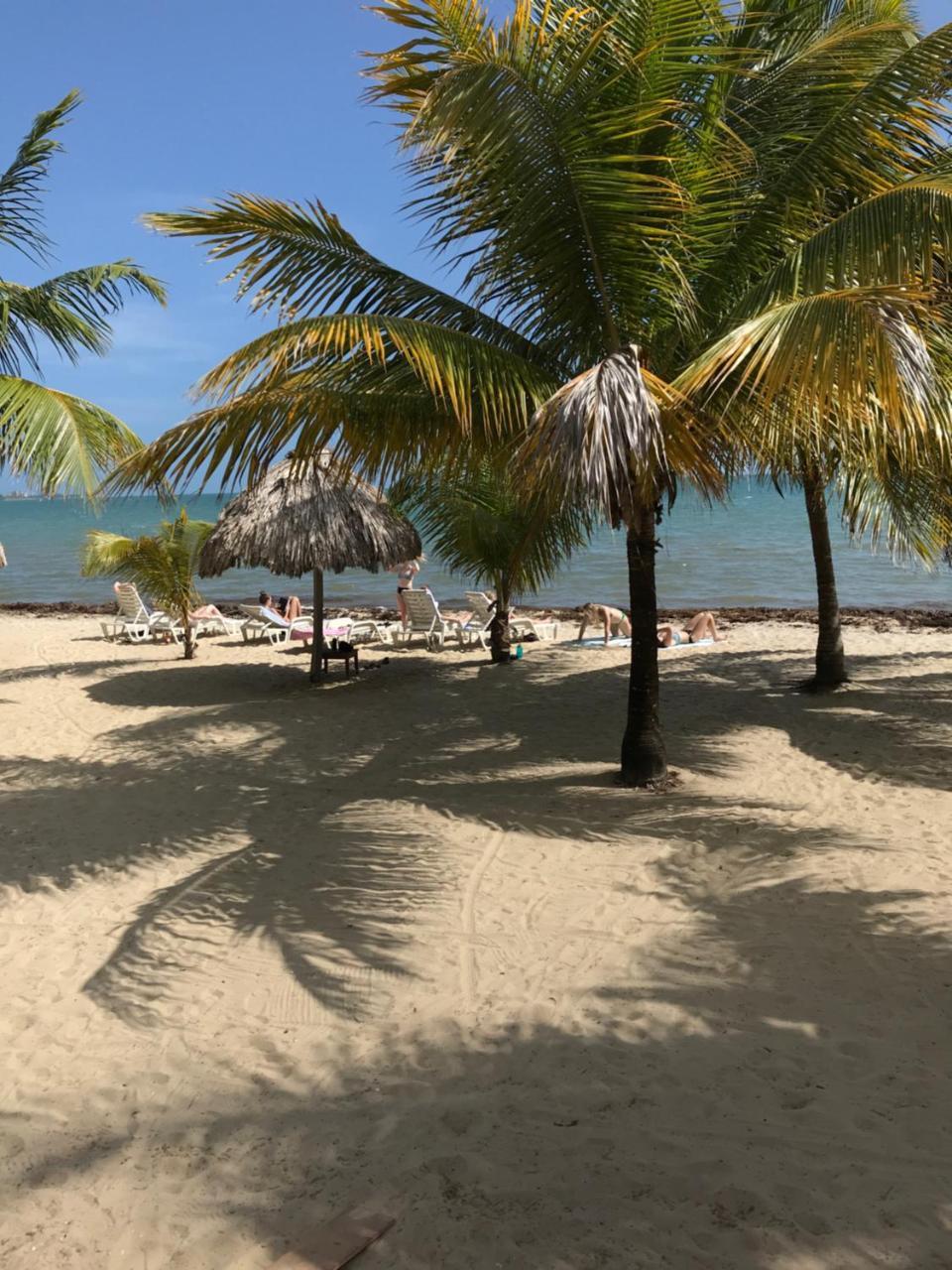Green Parrot Beach Houses And Resort Placencia Exterior photo
